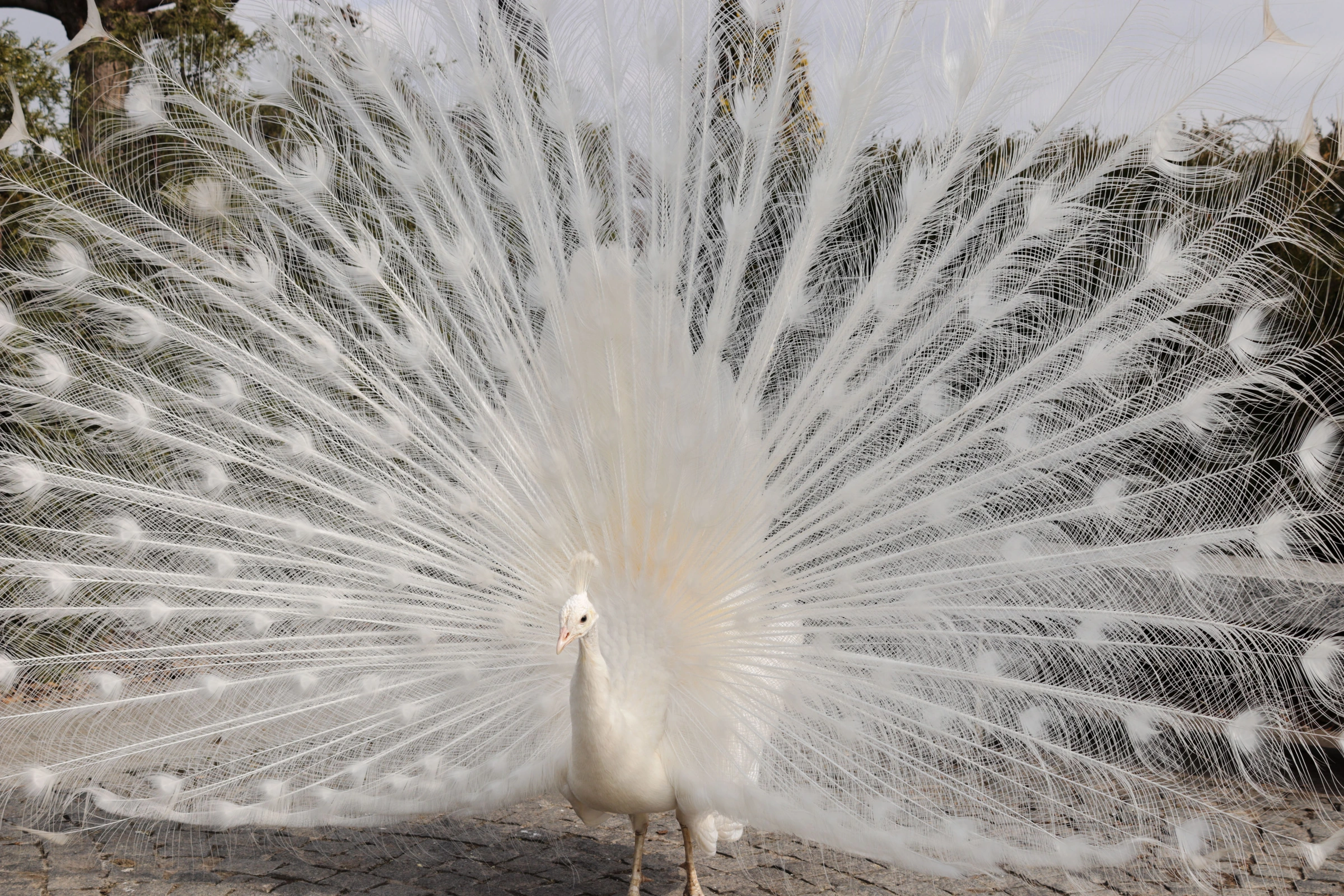 Pavo real blanco visto de frente con el gran abanico de plumas abierto.