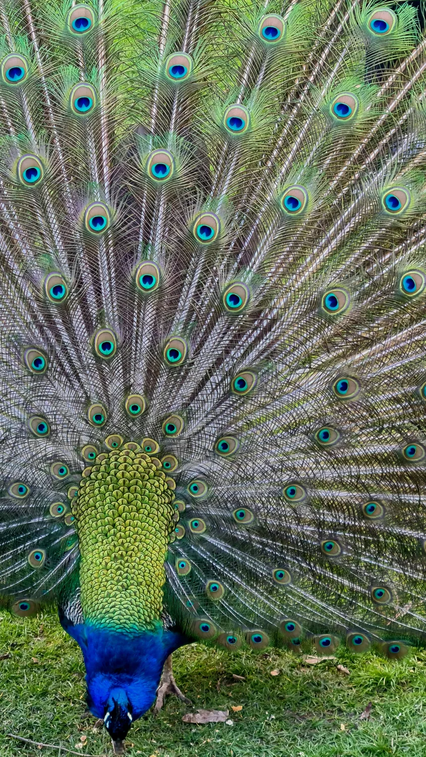 Pavo real con el tren de plumas desplegado y la cabeza inclinada hacia el suelo.